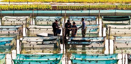守护蟹农生产
