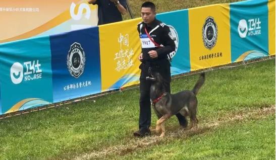 与&ldquo;无言战友&rdquo;并肩作战的故事 