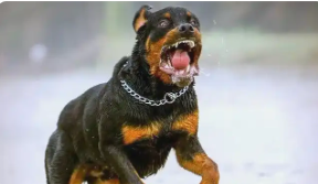 烈犬撕咬路人致死，主人需承担刑责吗？