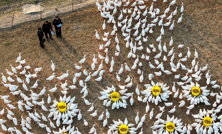 江苏省盱眙县公安局淮河派出所民警辅警深入大鹅养殖基地
