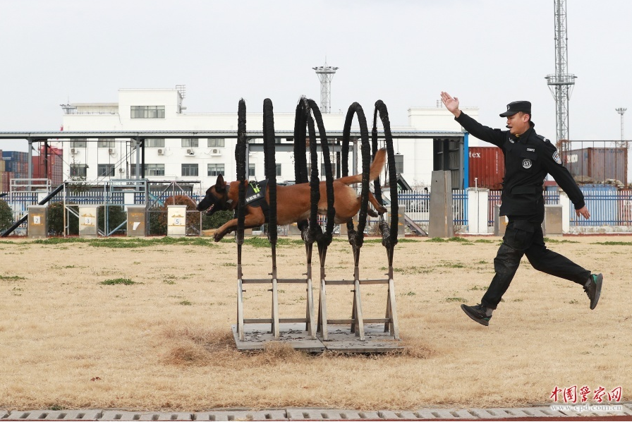 长江航运公安局南京分局组织警犬开展全面提升警犬队伍的实战水平
