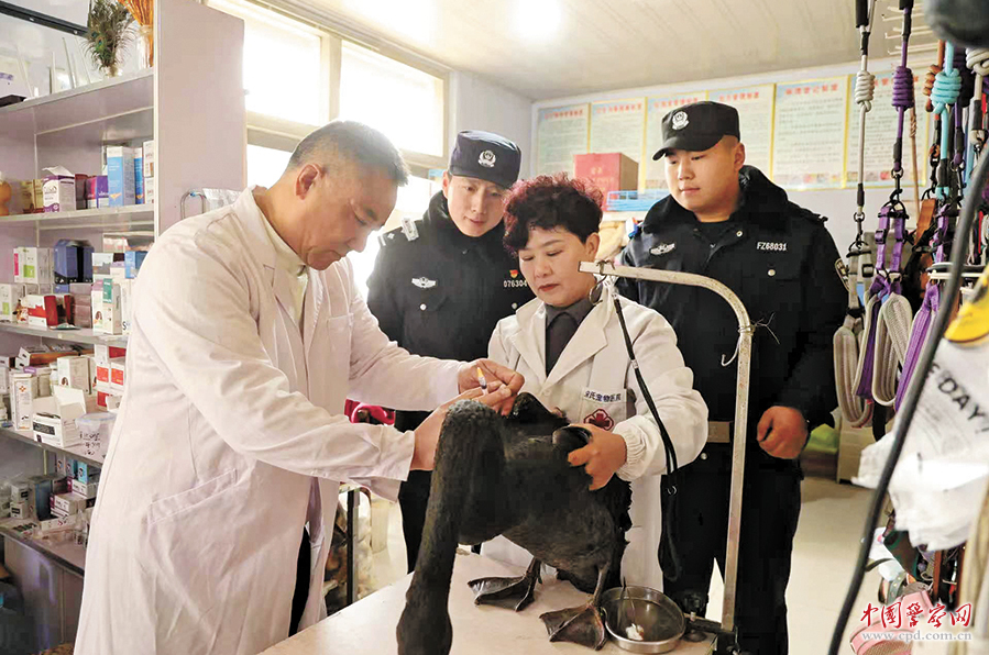 救助受伤黑天鹅