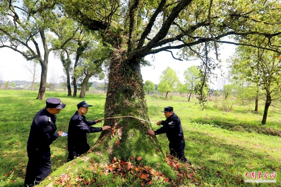 江西省分宜县公安局森林警察大队组织民警辅警深入辖区对古树名木开展巡查保护