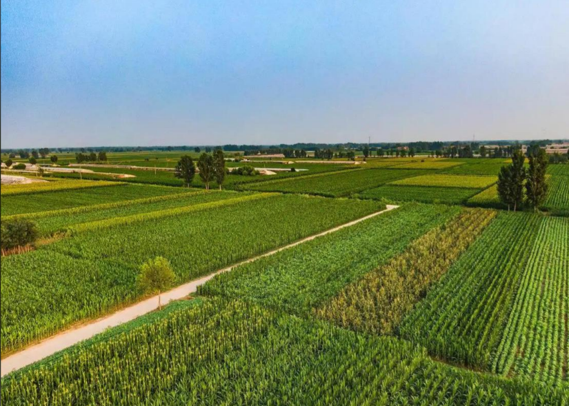 公安部 自然资源部 联合公布4起非法占用耕地刑事犯罪典型案例