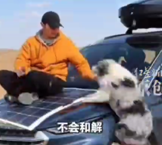 百万粉丝网红边牧疑被偷宰杀，主人发声追究刑事责任，不会和解
